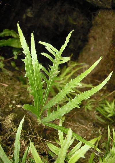 Pteris cretica Ribbon Fern