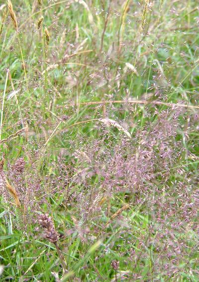 Poaceae Sub-family Pooideae Grass Images