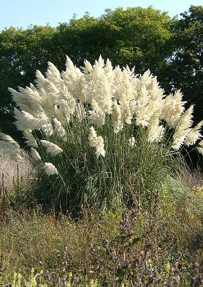 Sub-family and Tribe Index for the Poaceae Grass Images