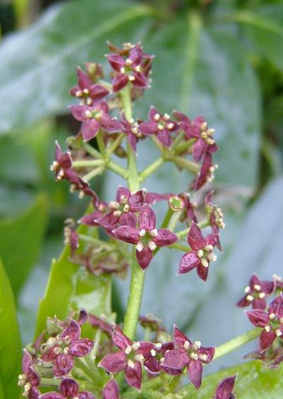 Garryaceae Garrya Aucuba Family