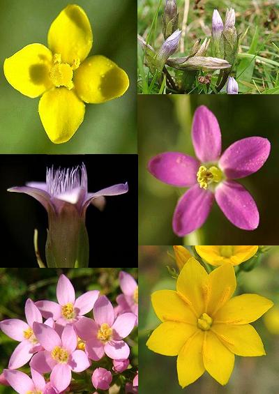 Family Index for Gentianales Gentian Periwinkle Bedstraw