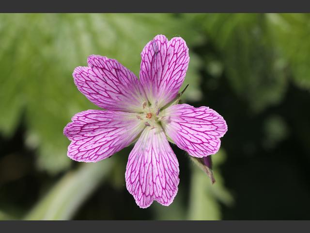 Geranium versicolor Pencilled Cranes bill Geraniaceae Images