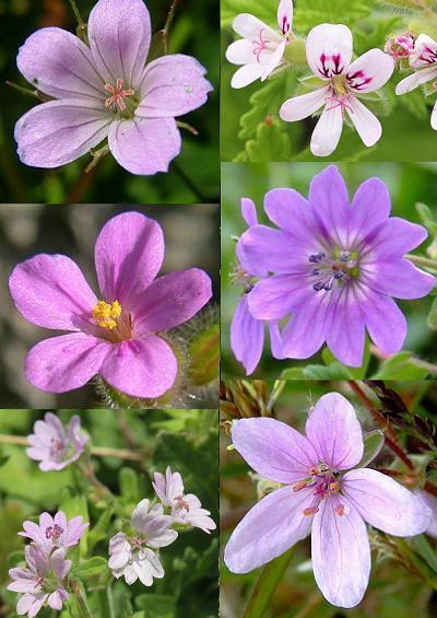 Family Index for Geraniales Cranes bill Storks bill Pelargonium and Maidens Wreath