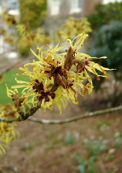 Hamamelidaceae Witch-hazel Family