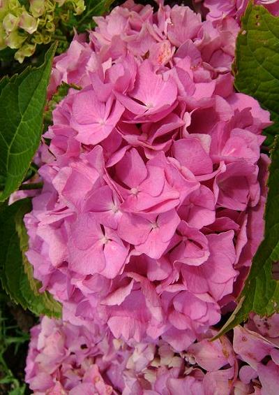 Hydrangeaceae Hydrangea Family