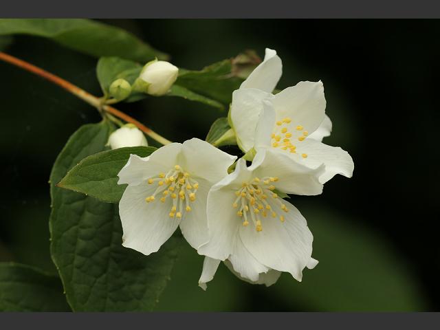 Philadelphus coronarius Mock Orange Hydrangeaceae Images