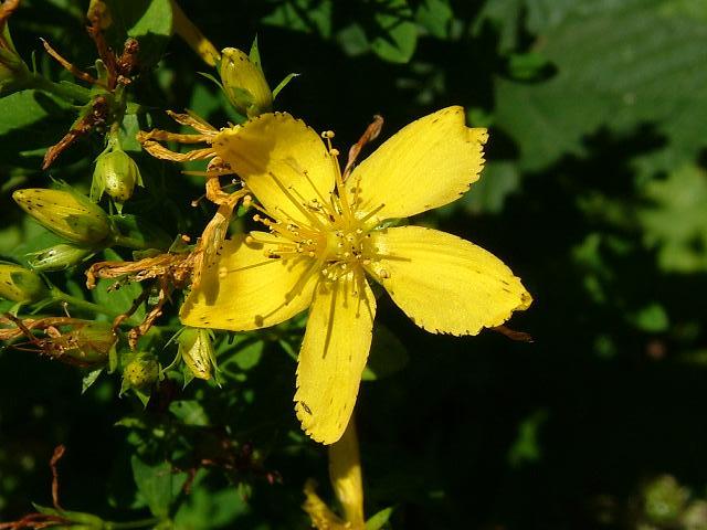 Hypericum perforatum Perforate St Johns wort Hypericaceae Images