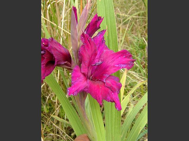 Gladiolus x hortulanus Sword Lily Large flowered or Garden Gladiolus Iridaceae Images