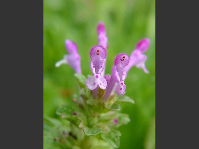 Lamium amplexicaule Henbit Dead nettle Lamiaceae Images