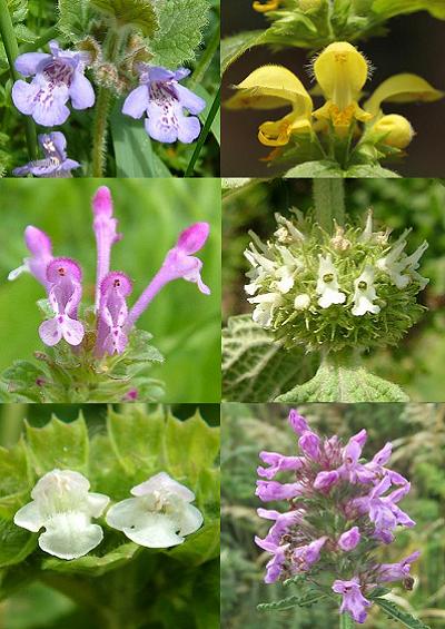 Family Index for Lamiales Dead nettle Broomrape Foxglove