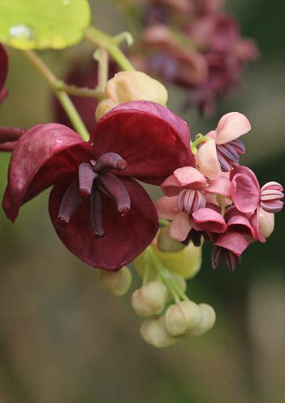 Lardizabalaceae Chocolate Vine Liana