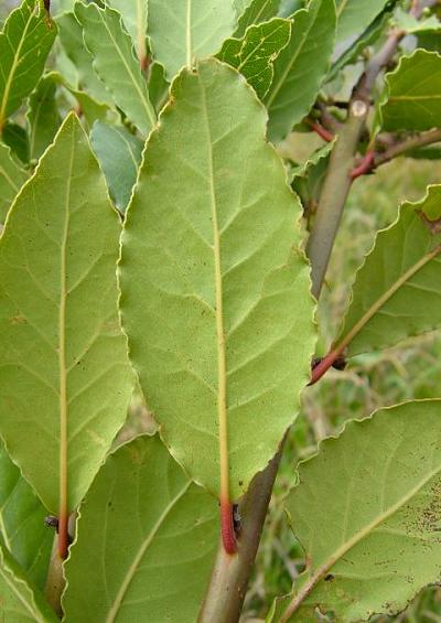 Lauraceae The Laurel Family