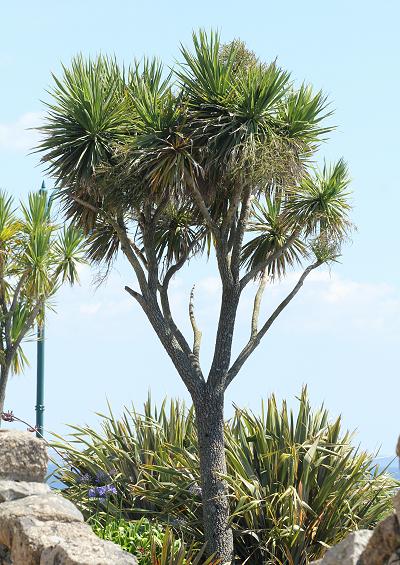 Laxmanniaceae Cabbage Palm Family