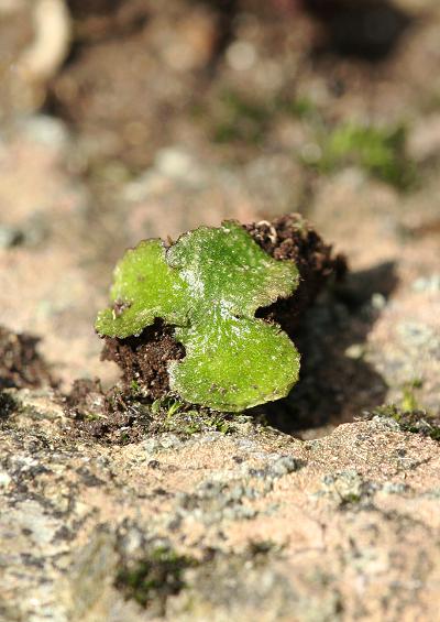 lower plants liverwort