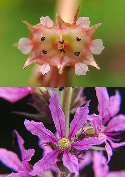 Family Index for Myrtales Loosestrife Willowherb Myrtle