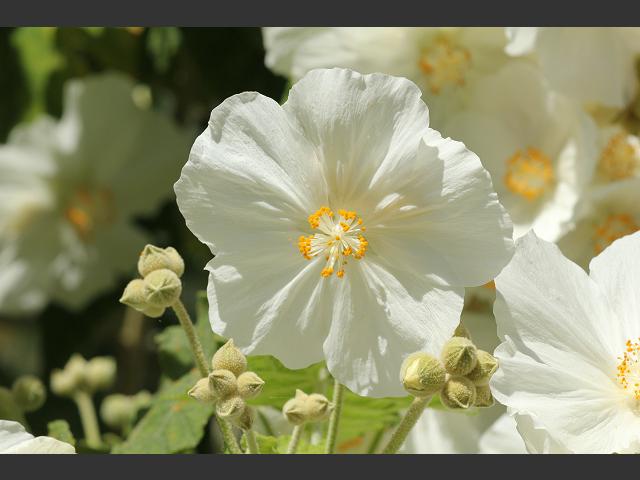 Abutilon vitifolium Abutilon Malvaceae Images