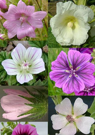 Family Index for Malvales Mallow Rock Rose Spurge Laurel