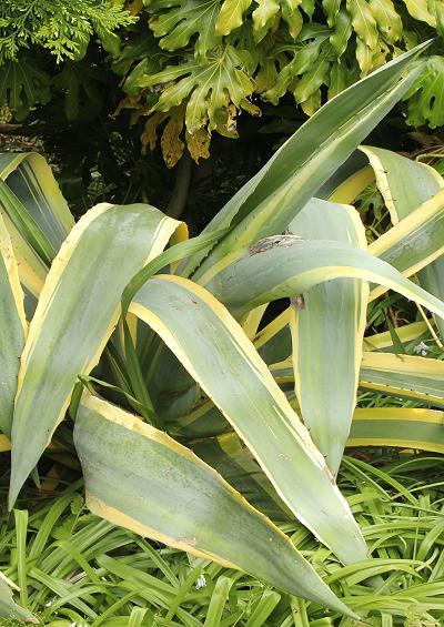 Agavaceae Agave Family Agavaceae Images