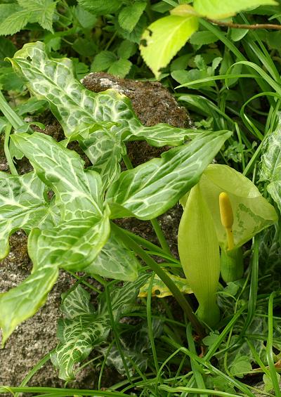 Araceae Arum Family Araceae Images