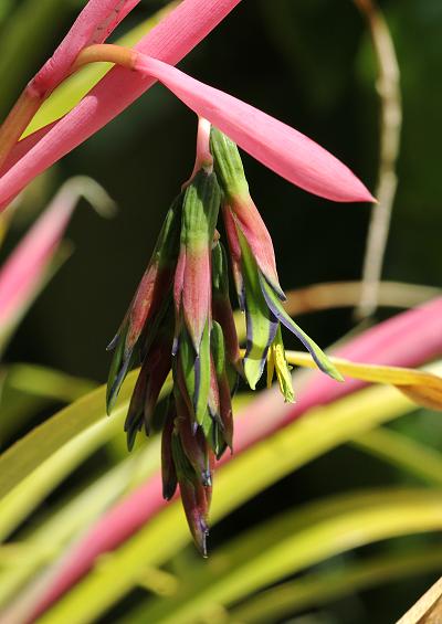 Bromeliaceae Bromeliad Family Images