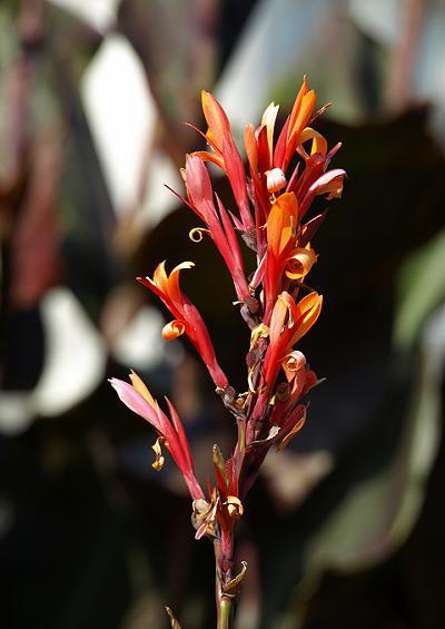 Cannaceae Canna Lily or Indian Shot Plant Images