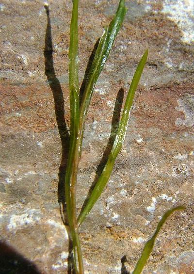 Potamogetonaceae Pondweed Family Potamogetonaceae Images