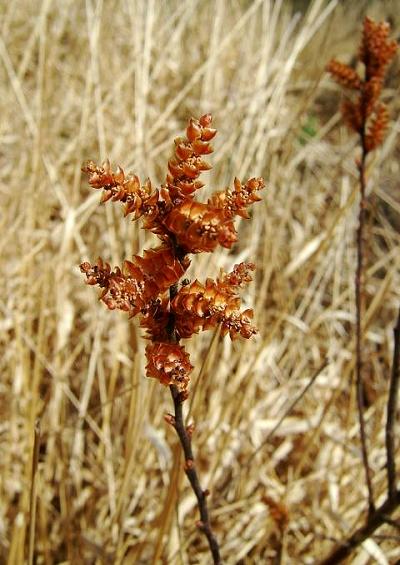 Myricaceae Bog Myrtle Family