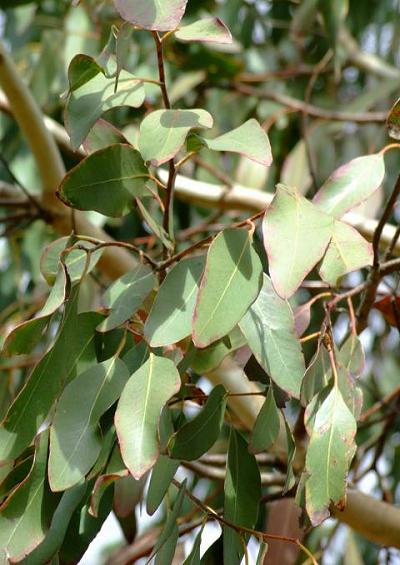 Myrtaceae Myrtle or Sweet Gum Family