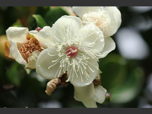Luma apiculata Chilean Myrtle Myrtaceae Images