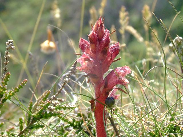 Orobanche alba Thyme Broomrape Orobanchaceae Images
