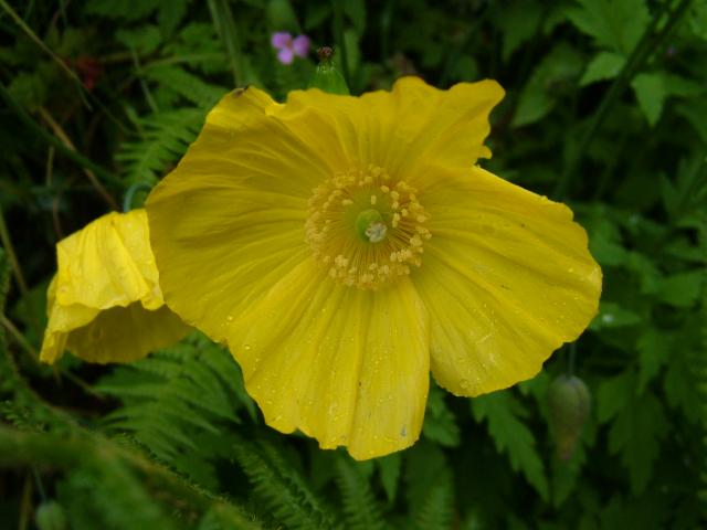 Meconopsis cambrica Welsh Poppy Papaveraceae Images