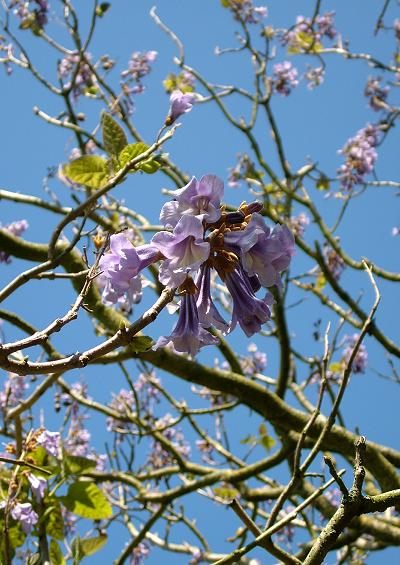 Paulowniaceae Foxglove Tree Family