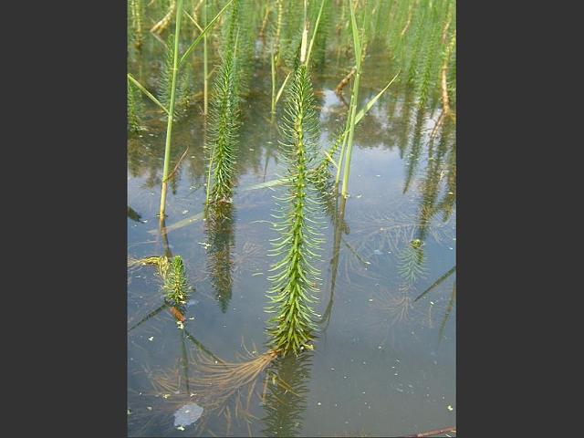 Hippuris vulgaris Mares tail Plantaginaceae Images