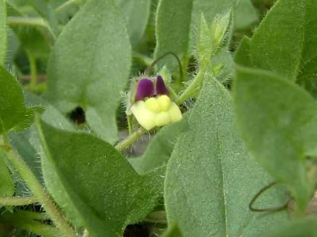 Kickxia elatine Sharp leaved Fluellen Plantaginaceae Images
