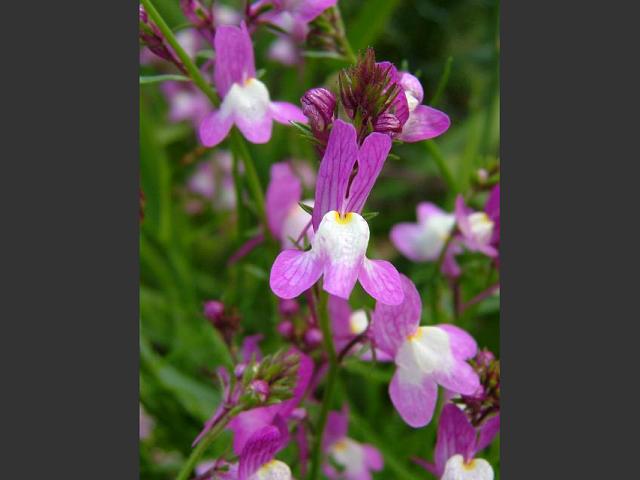 Linaria maroccana Annual Toadflax Plantaginaceae Images