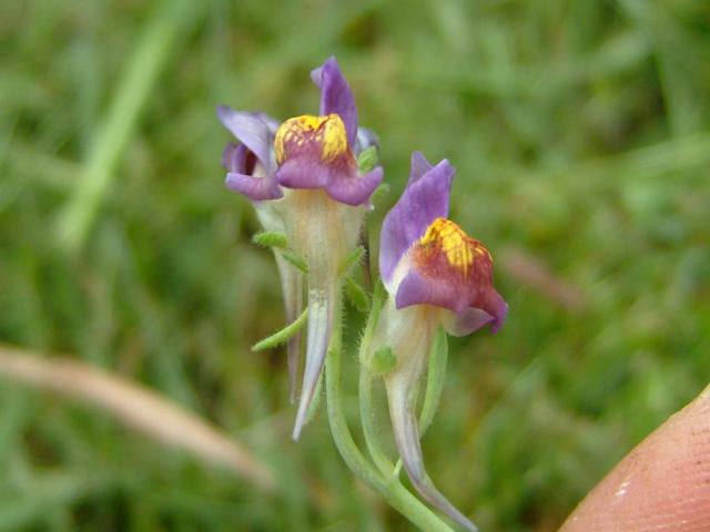 Linaria supina Prostrate Toadflax purple hybrid Plantaginaceae Images