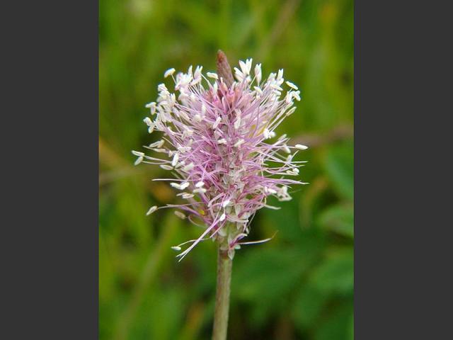 Plantago media Hoary Plantain Plantaginaceae Images