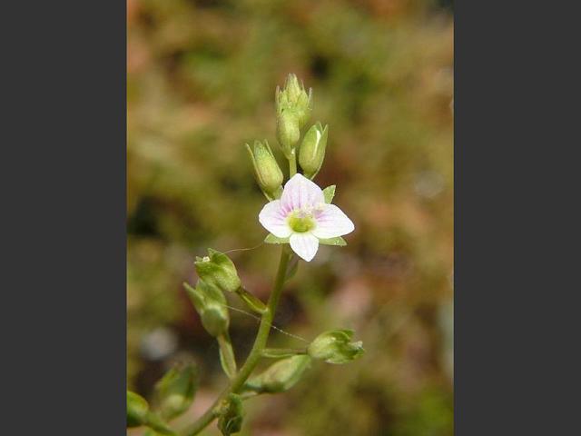 Veronica catenata Pink Water Speedwell Plantaginaceae Images