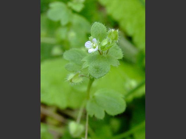Veronica hederifolia subspecies lucorum Ivy leaved Speedwell Plantaginaceae Images