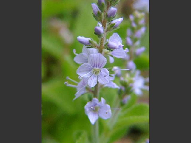 Veronica officinalis Heath or Common Speedwell Plantaginaceae Images