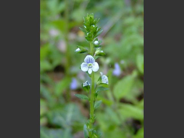 Veronica serpyllifolia Thyme leaved Speedwell Plantaginaceae Images