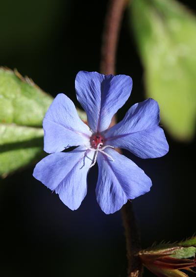 Plumbaginaceae Plumbago Family