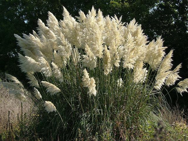 Cortaderia selloana Pampas Grass Arundineae Grass Images