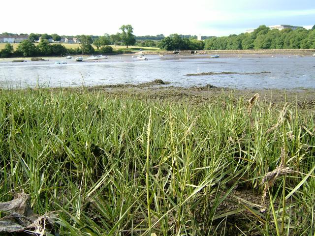 Spartina x townsendii Townsends Cord Grass Arundineae Grass Images