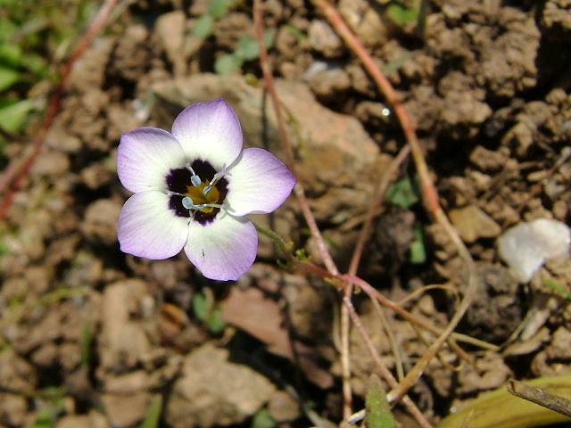 Gilia tricolor Birds Eyes Polemoniaceae Images