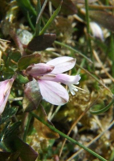 Polygalaceae Milkwort Family Polygalaceae Images