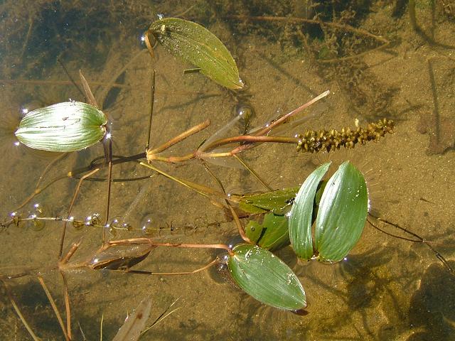 Potamogeton natans Broad leaved Pondweed Potamogetonaceae Images