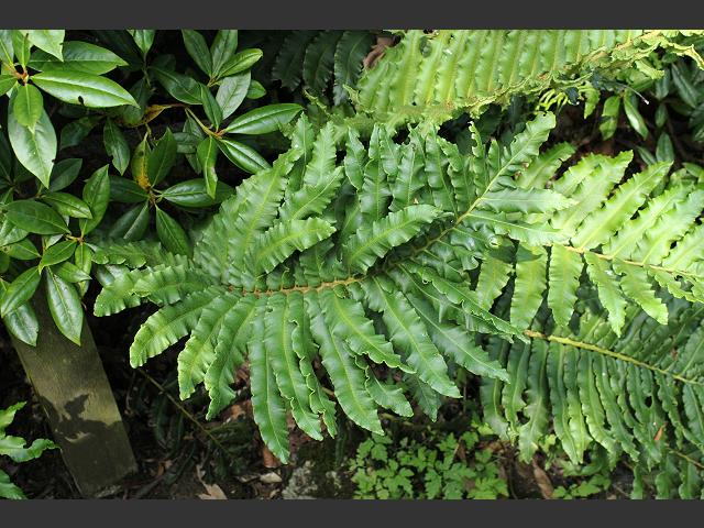 Blechnum cordatum Chilean Hard Fern Images