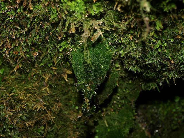 Trichomanes speciosum Killarney Fern Images