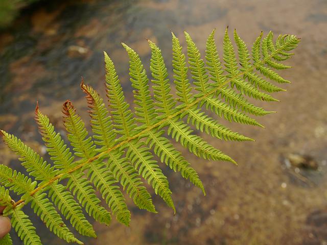 Oreopteris limbosperma Lemon scented or Mountain Fern Images